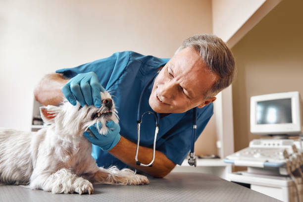 Best Emergency Dental Care for Trauma or Injury in Berea, OH